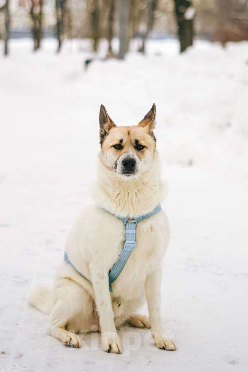 Собаки в Москве: Солнечный Санни ищет дом Мальчик, Бесплатно - фото 4