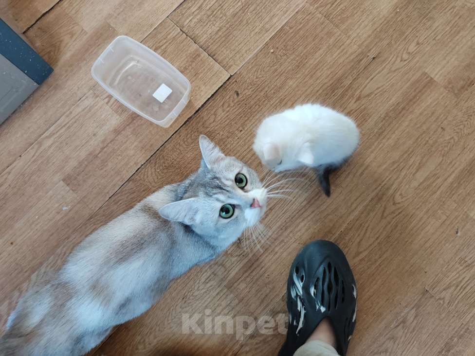Кошки в Курске: Отдам в добрые руки метиса британской шиншиллы  Девочка, 500 руб. - фото 2