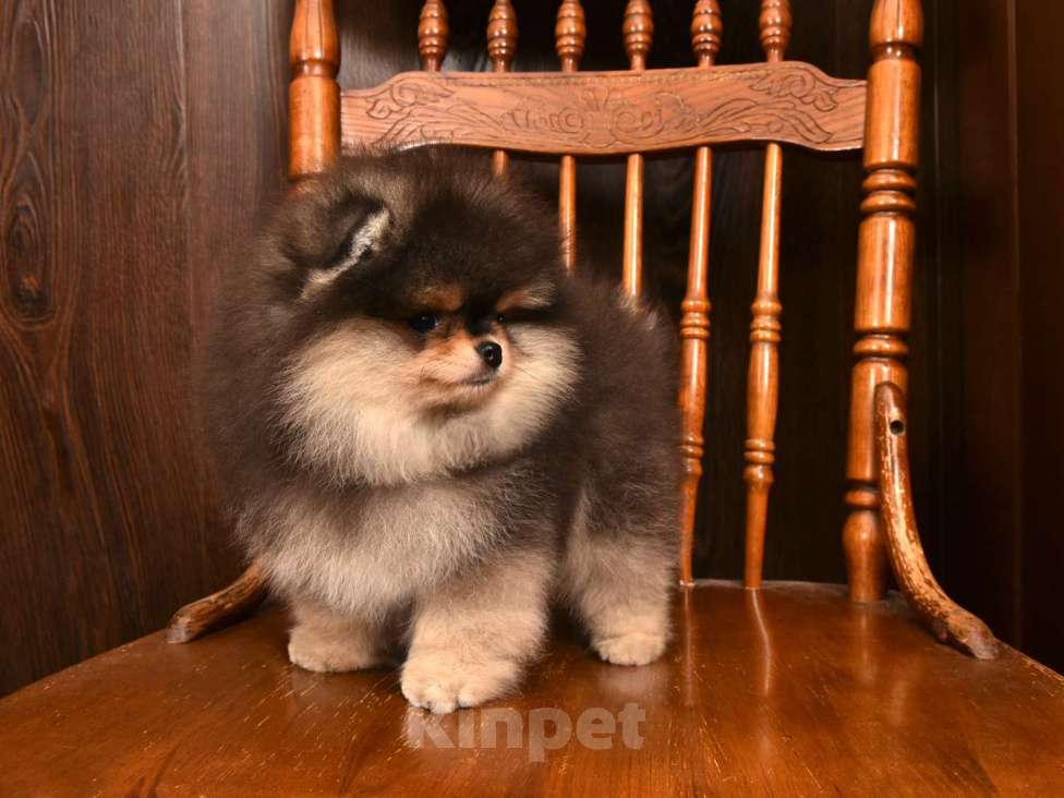 Собаки в Москве: Померанский карликовый шпиц мини мальчик Мальчик, 60 000 руб. - фото 4