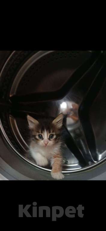 Кошки в Москве: котята Мальчик, Бесплатно - фото 1