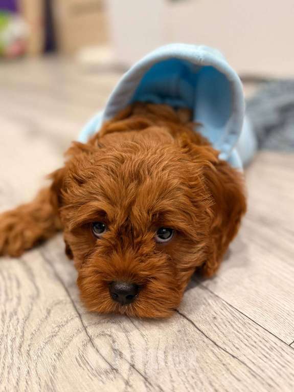 Собаки в Москве: Кавапу щенок мальчик Мальчик, 85 000 руб. - фото 2