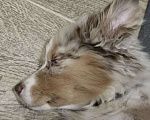 Собаки в Видном: Австралийская овчарка Аусси Девочка, 120 000 руб. - фото 2