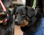 Собаки в Санкт-Петербурге: Милая собака небольшого размера Девочка, Бесплатно - фото 3