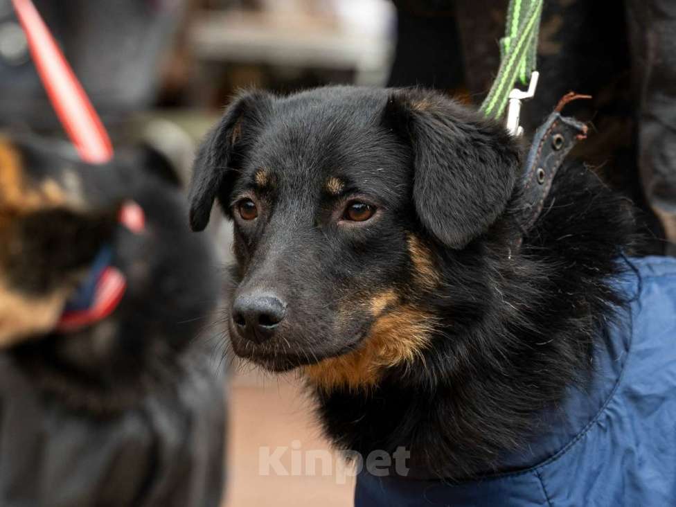 Собаки в Санкт-Петербурге: Милая собака небольшого размера Девочка, Бесплатно - фото 3