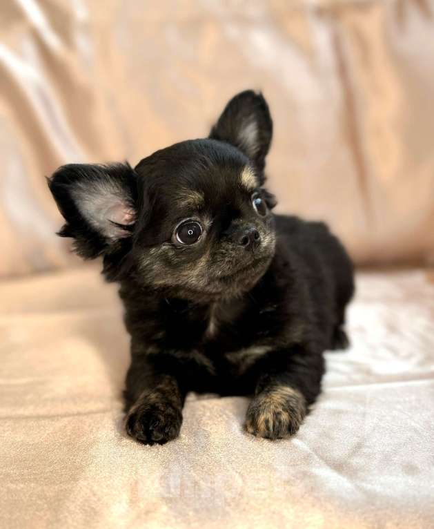 Собаки в Ялте: щенок чихуахуа Девочка, Бесплатно - фото 1