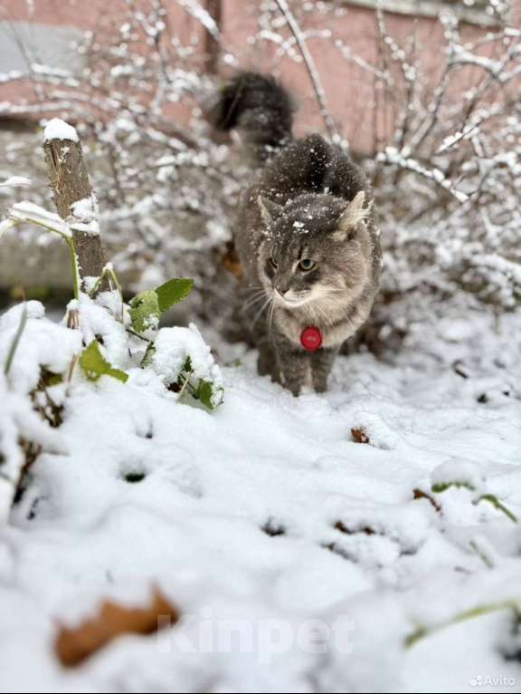 Кошки в Санкт-Петербурге: Молодой котик в добрые руки Мальчик, Бесплатно - фото 5