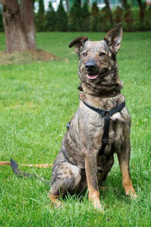 Собаки в Москве: Собака для людей без опыта Девочка, Бесплатно - фото 4