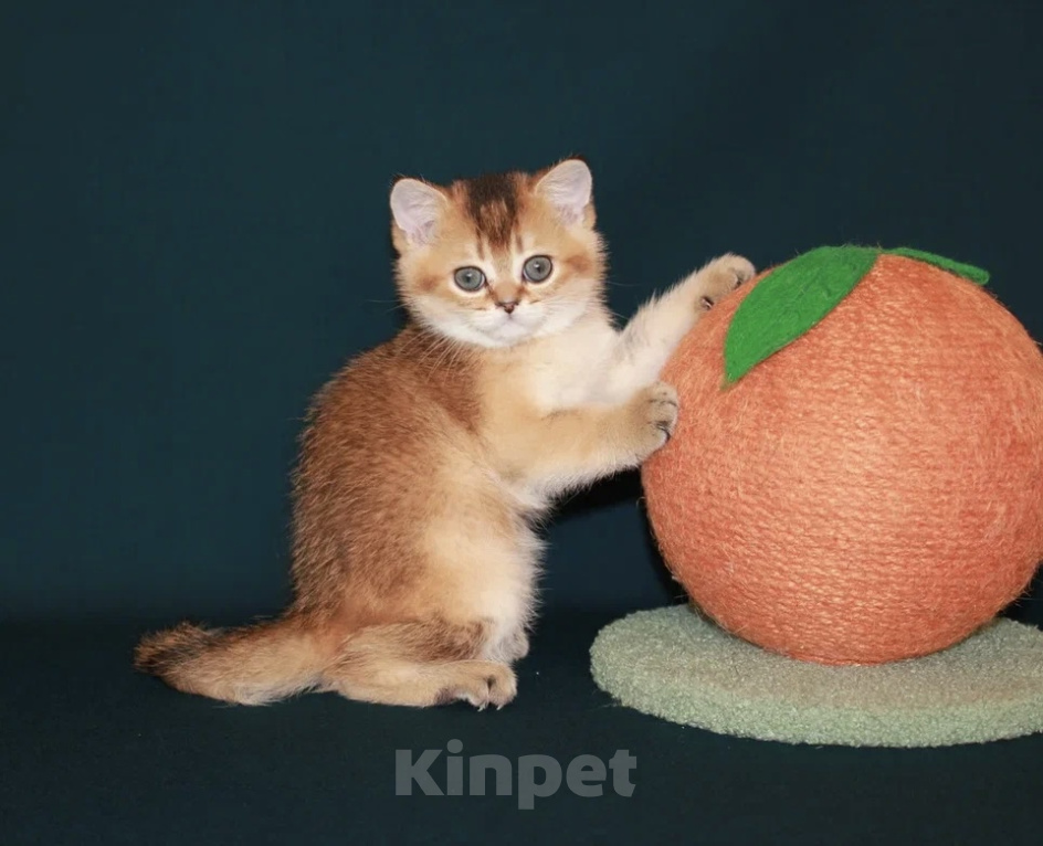 Кошки в Сочи: Шотландский прямоухий котенок Мальчик, 35 000 руб. - фото 1