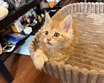 Кошки в Реутове: Котенок Полидакт Девочка, 12 000 руб. - фото 6