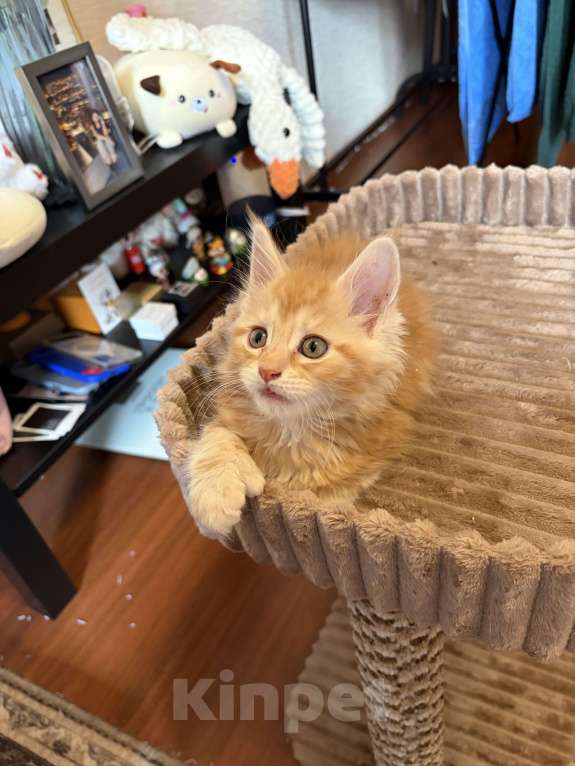 Кошки в Реутове: Котенок Полидакт Девочка, 12 000 руб. - фото 6