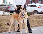 Собаки в Москве: Рыжуля в добрые руки! Девочка, Бесплатно - фото 4