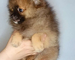 Собаки в Москве: Померанский шпиц, девочка Девочка, 22 000 руб. - фото 3