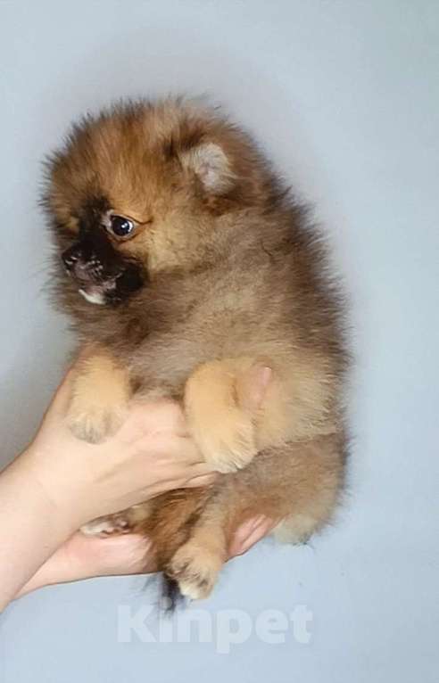 Собаки в Москве: Померанский шпиц, девочка Девочка, 22 000 руб. - фото 3