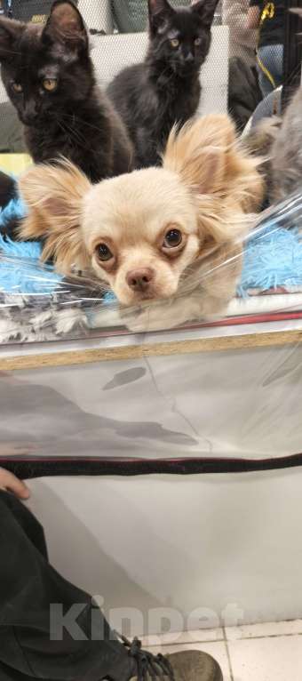 Собаки в других городах Московской области: Продам Чихуахуа 1 год Кобель Мальчик, 45 000 руб. - фото 1