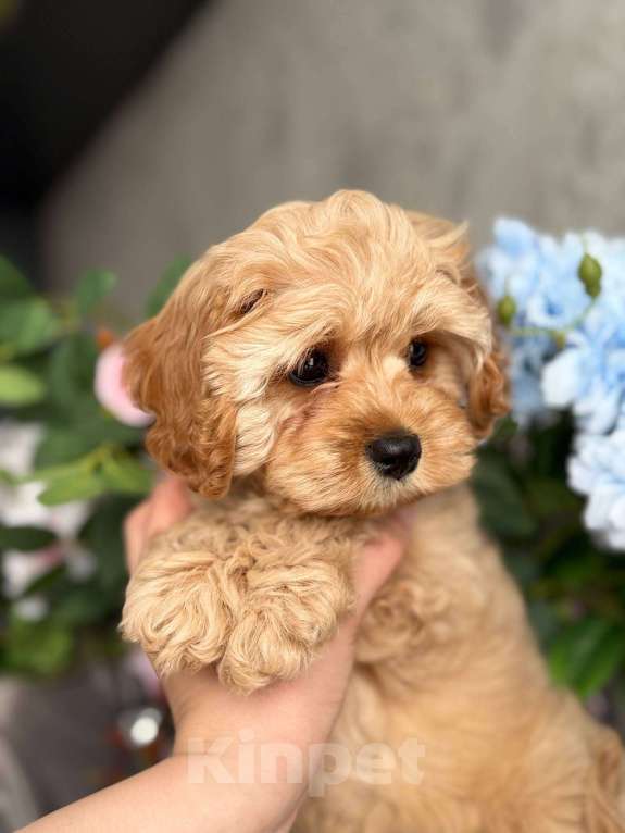 Собаки в Москве: Кавапу щенок Девочка, Бесплатно - фото 2