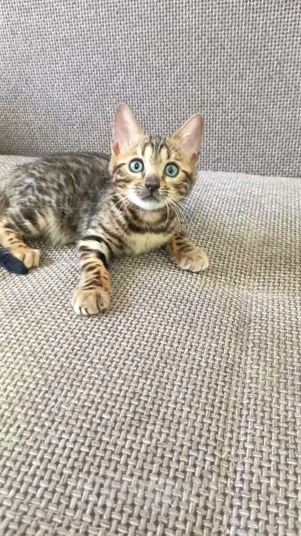 Кошки в Москве: Бенгальская девочка Девочка, 30 000 руб. - фото 3