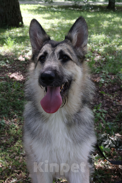 Собаки в Москве: Щенок в добрые руки бесплатно Москва Мальчик, Бесплатно - фото 6