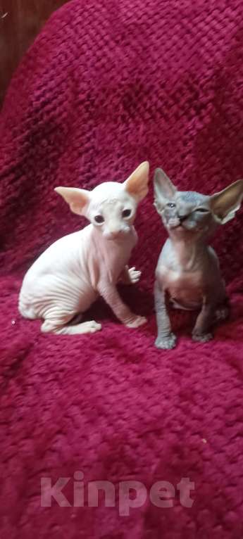 Кошки в Донецке: Сфинкс Канадский мальчики Мальчик, 20 000 руб. - фото 4