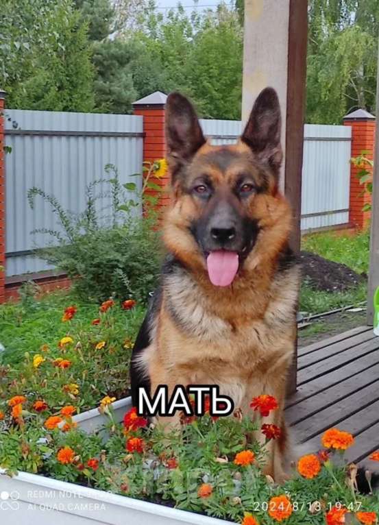 Собаки в Узловой: Щенки немецкой овчарки. Мальчик, 25 000 руб. - фото 1