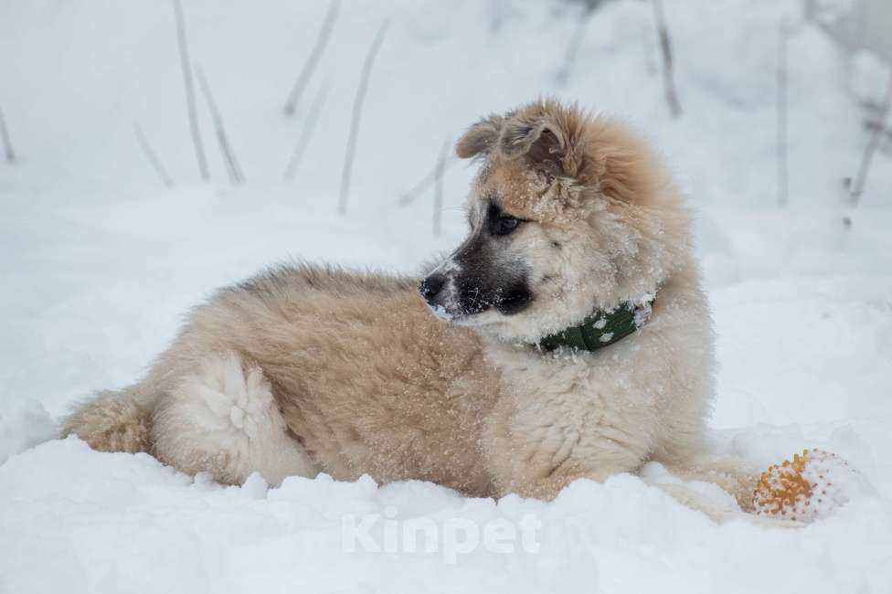 Собаки в Москве: Мали нужен дом  Девочка, Бесплатно - фото 4