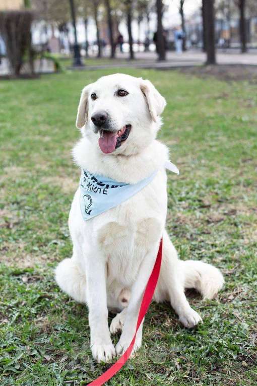 Собаки в Москве: Белый, метис лабрадора в дар Мальчик, Бесплатно - фото 4