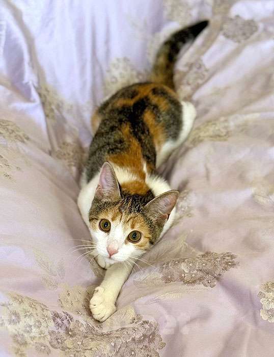 Кошки в Санкт-Петербурге: Кошечка Зося, трехцветное счастье ищет дом Девочка, 10 руб. - фото 5