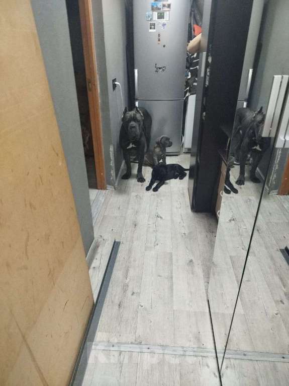 Собаки в Архангельске: Щенок Кане Корсо 25000р. Мальчик, 25 000 руб. - фото 1