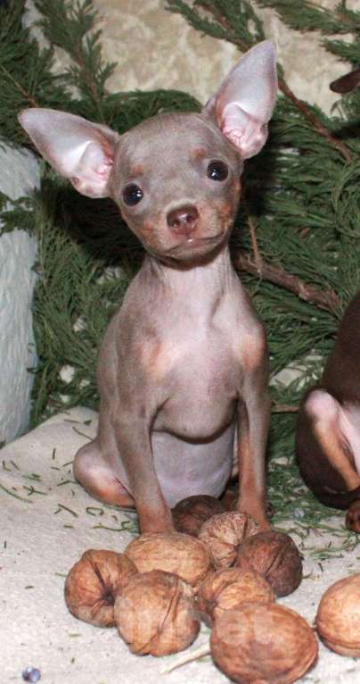 Собаки в Волгограде: Лиловые мальчики мини Мальчик, 45 000 руб. - фото 4