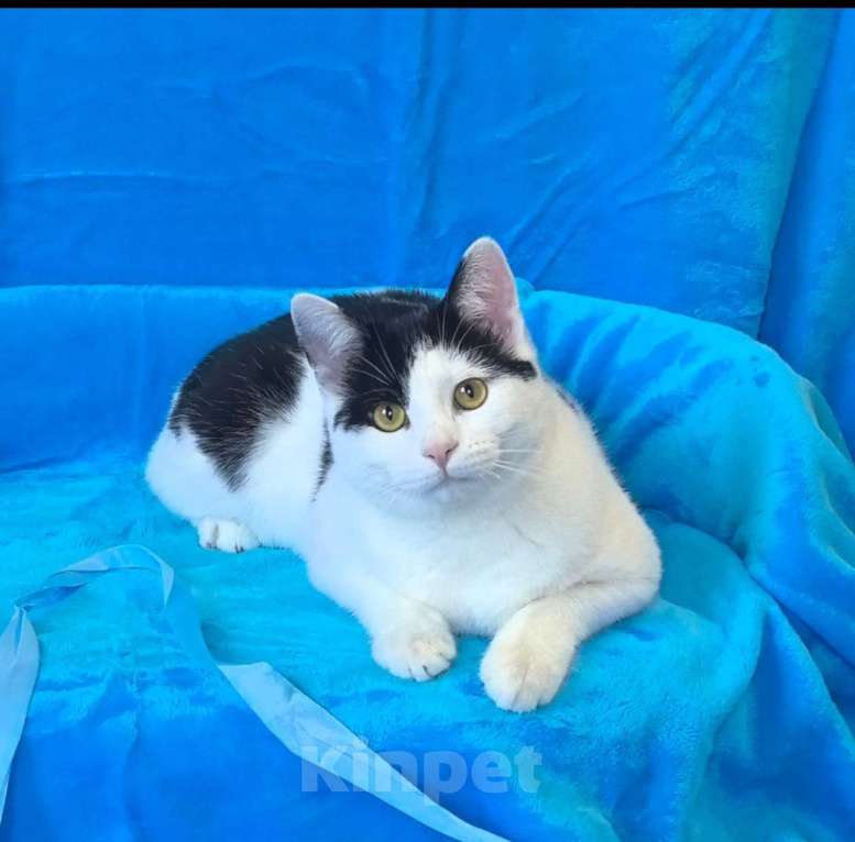 Кошки в Москве: Котик Федя ищет семью! Мальчик, Бесплатно - фото 7