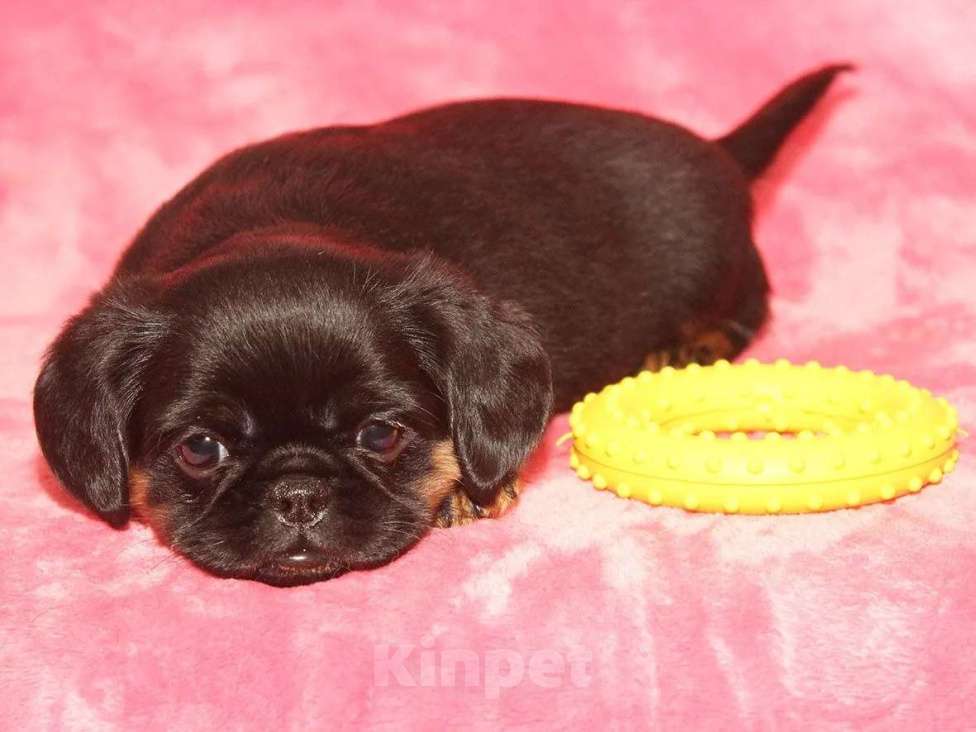 Собаки в Санкт-Петербурге: Очаровательный щенок  Девочка, 80 000 руб. - фото 6