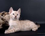 Кошки в Санкт-Петербурге: Бенгальские котята Мальчик, 35 000 руб. - фото 3