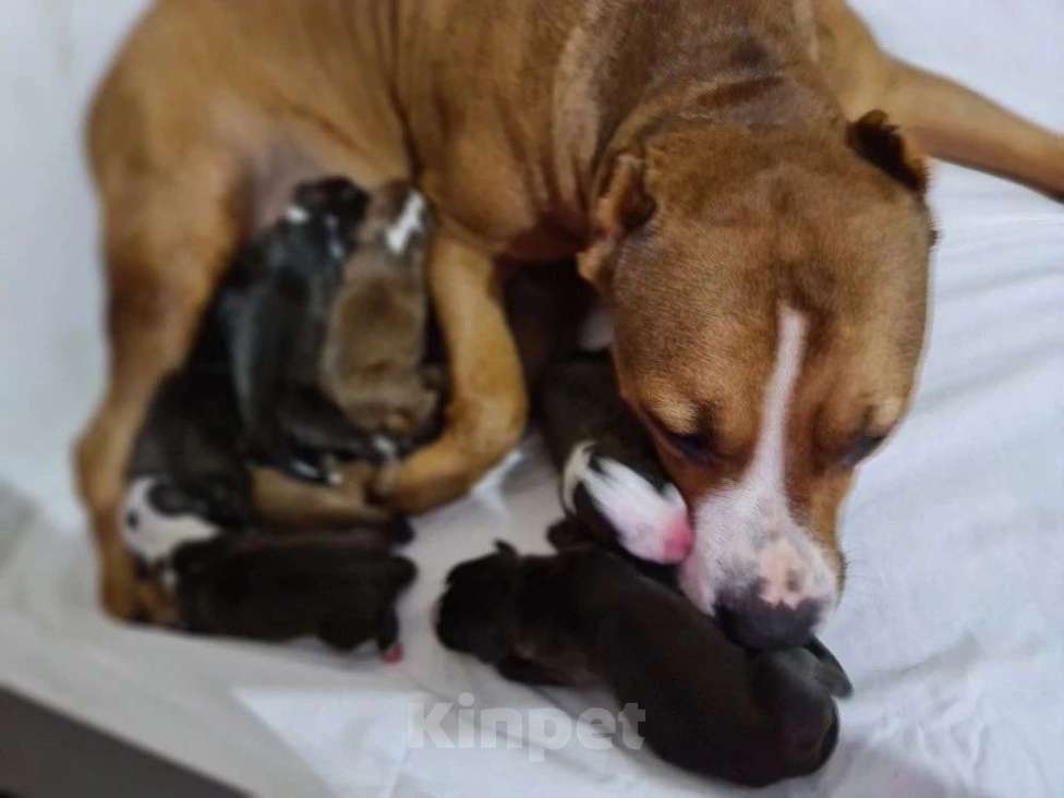 Собаки в Саке: Продажам Мальчик, 15 000 руб. - фото 2