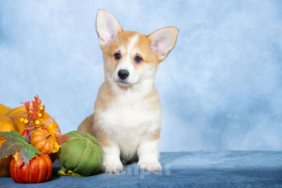 Собаки в Москве: Вельш корги пемброк Девочка, 100 000 руб. - фото 3