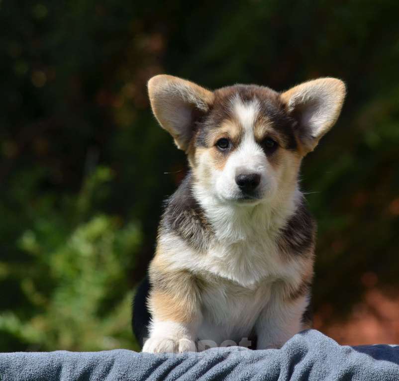 Собаки в Самаре: Великолепный щенок корги окрас триколор  Мальчик, 80 000 руб. - фото 6