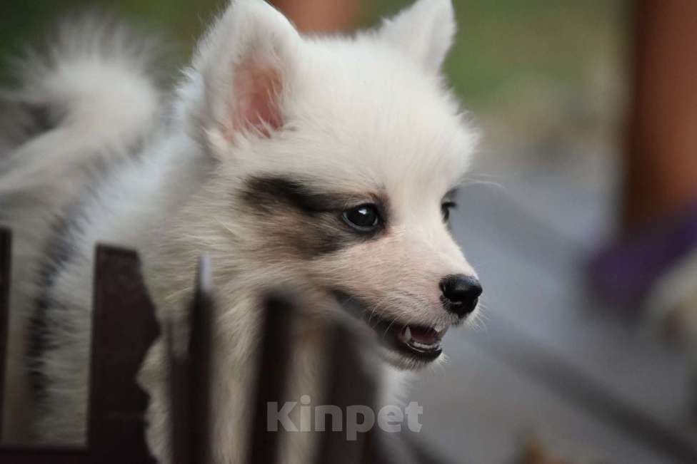 Собаки в Москве: Ненецкая оленегонная лайка. Помет «А». Сука Unmay no Akay Ito AVRORA Девочка, 60 000 руб. - фото 6