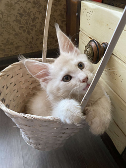 Котята мейн-кун