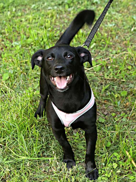 Собаки в Санкт-Петербурге: Коротколапый небольшой Бемби ищет дом! Мальчик, Бесплатно - фото 3