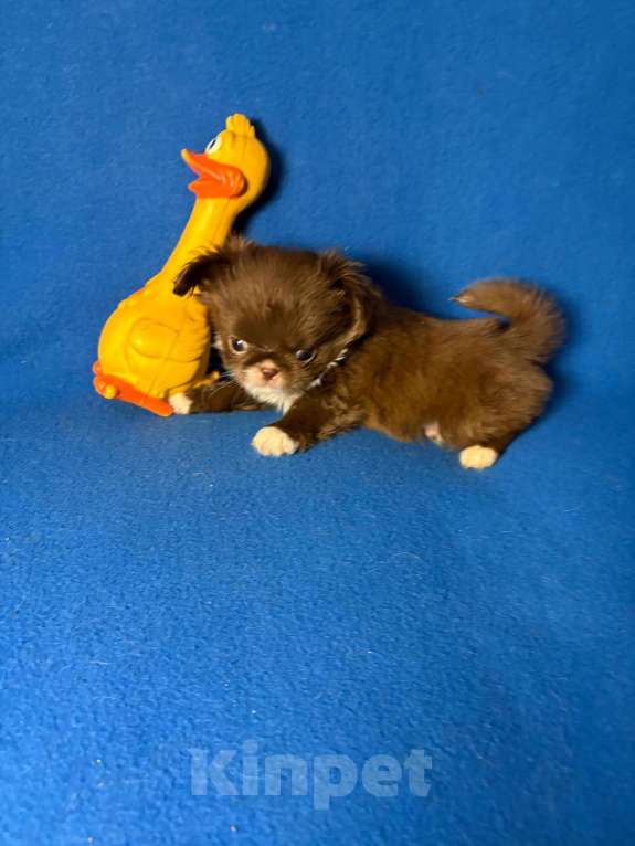 Собаки в Москве: Чихуахуа-  Мальчик Мальчик, 40 000 руб. - фото 1