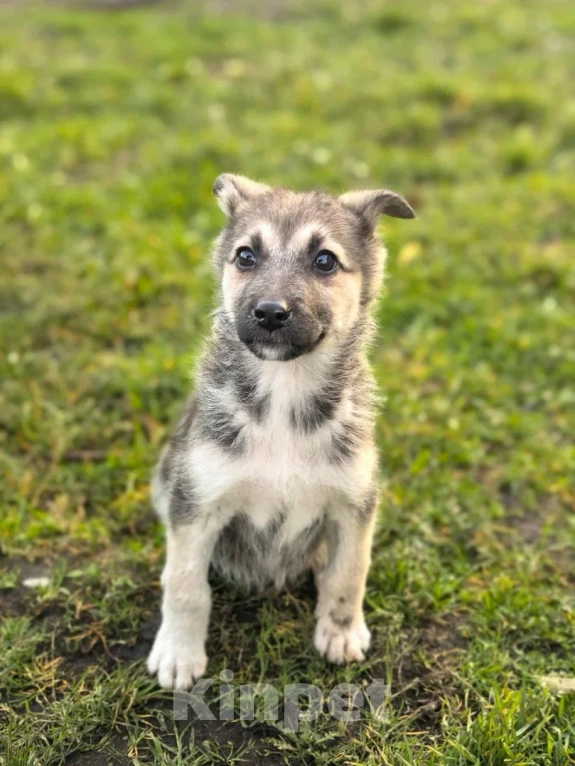 Собаки в Лосином-Петровском: Селин из ппбж Якутска Девочка, Бесплатно - фото 2