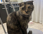 Кошки в Пскове: Шотландская вислоухая кошка Девочка, Бесплатно - фото 3