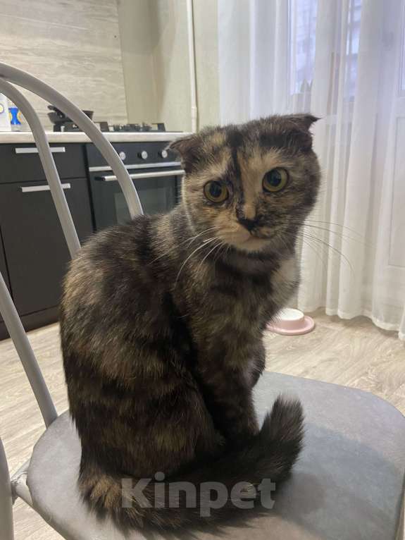 Кошки в Пскове: Шотландская вислоухая кошка Девочка, Бесплатно - фото 3