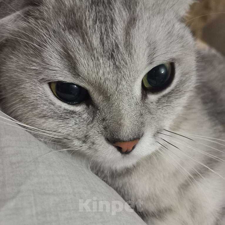 Кошки в Салавате: шотландский вислоухий  Мальчик, 1 руб. - фото 2