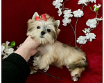 Собаки в Москве: Мини йорк золотая девочка бэби фейс Девочка, 80 000 руб. - фото 6