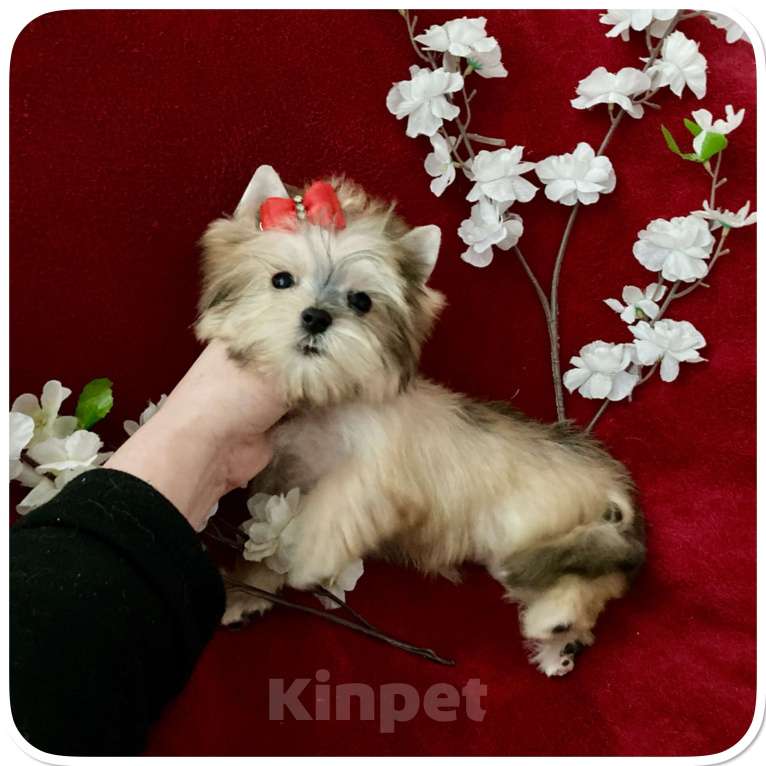 Собаки в Москве: Мини йорк золотая девочка бэби фейс Девочка, 80 000 руб. - фото 6