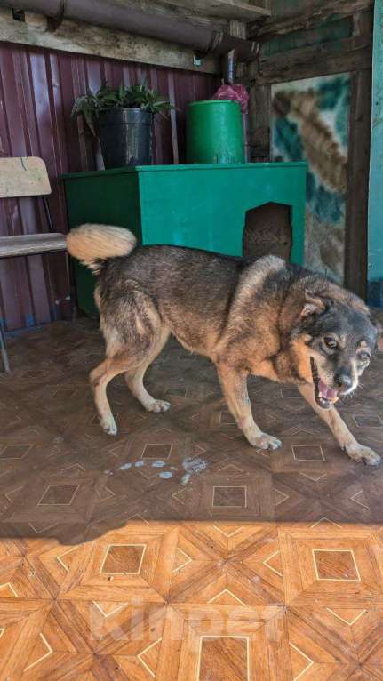 Собаки в других городах Краснодарского края: Урса из приюта Поводог Сочи (отправим в любой город) Девочка, Бесплатно - фото 2