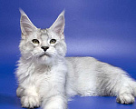 Кошки в Москве: Мейн кун котенок Мальчик, Бесплатно - фото 4