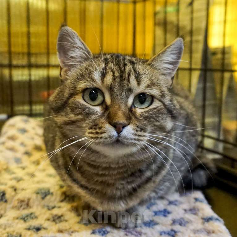 Кошки в Москве: Самая грустная кошка приюта..  Девочка, Бесплатно - фото 4