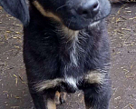 Собаки в Кемерово: Веселый и здоровый щенок Девочка, 100 руб. - фото 2