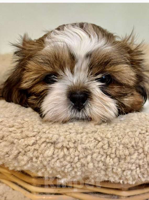 Собаки в Санкт-Петербурге: Ши тцу мальчик Мальчик, 35 000 руб. - фото 1