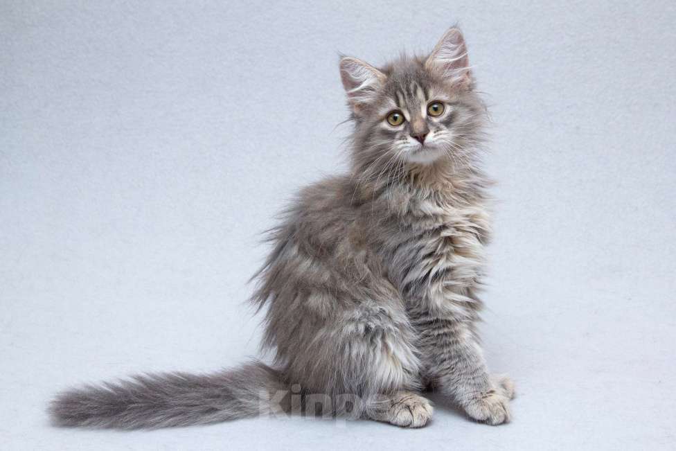 Кошки в Москве: Котёнок Мумрик Мальчик, Бесплатно - фото 1